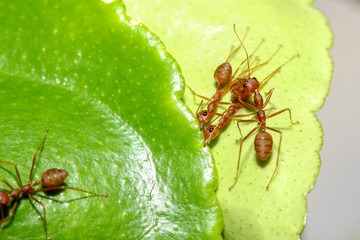 group red ant build ant nest from green leaf in nature at forest thailand