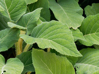 Hortensia ou hydrangea arbustive (Hydrangea aspera sargentiana) aux grandes et longues feuilles velues, duveteuses, vert sombre et texturées