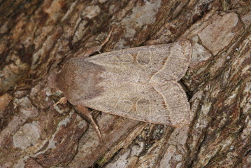 Orthosia cerasi (FABRICIUS, 1775) Rundflügel-Kätzcheneule 13.03.2011 DE, NRW, Leverkusen