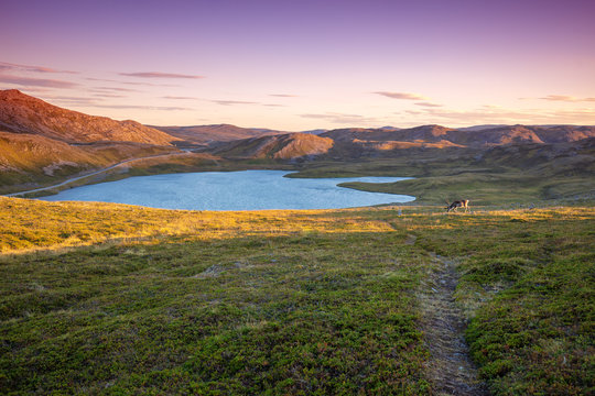 The desert landscape of the island of Mageroy. Beautiful mountain lake at sunset. Deer grazing on the lake shore. Norway wildlife