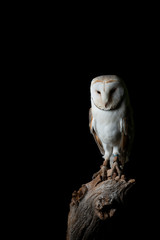 Stunning portrait of Snowy Owl Bubo Scandiacus in studio setting isolated on black background with dramatic lighting
