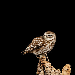 Stunning portrait of Little Owl Athena Noctua in studio setting with black background and dramatic lighting