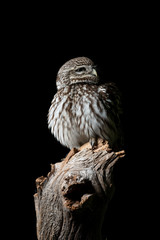 Stunning portrait of Little Owl Athena Noctua in studio setting with black background and dramatic lighting
