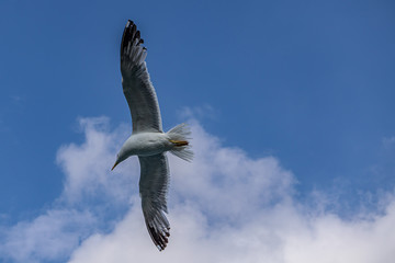 seagull and freedom in the sky