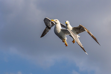 seagull and freedom in the sky