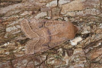 Orthosia cerasi (FABRICIUS, 1775) Rundflügel-Kätzcheneule 13.03.2011 DE, NRW, Leverkusen