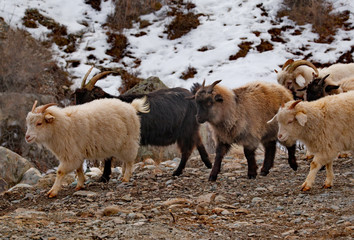 Russia. mountain Altai. Goats Angora and Altai breed on snow-covered mountain steppes.
