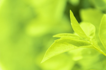 Close up green leaves of view texture green nature blurred background in park, garden or forest. Use to write or copy in empty space on green nature background.