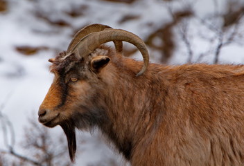 Russia. mountain Altai. Goats Altai breed on snow-covered mountain steppes.