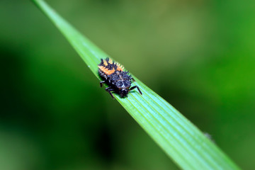 Harmonia axyridis larvae