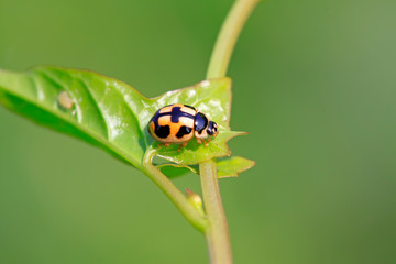ladybird
