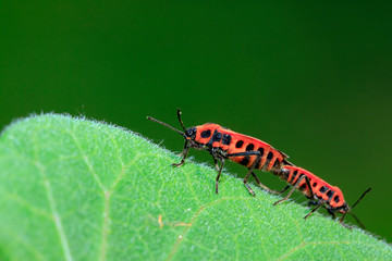 lygaeidae insect mating on green leaves