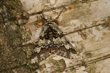 Biston strataria (HUFNAGEL, 1767) Pappel-Dickleibspanner 25.03.2011 DE, NRW, Hildener Heide