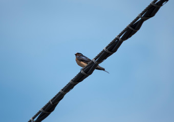 Barn Swallow on a Wire