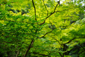 Fototapeta premium Landscape of Minoh
