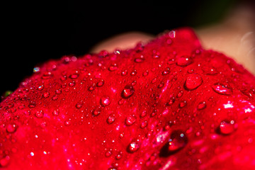 water drops on flower