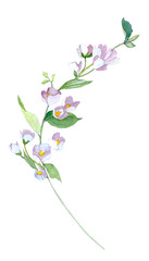 Watercolor illustration with jasmine flowers. 