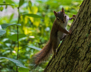 squirrel on tree