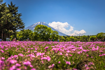 Motosu - May 24, 2019: Mount Fuji seen from the Shiba-Sakura festival, Japan