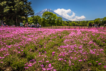 Motosu - May 24, 2019: Mount Fuji seen from the Shiba-Sakura festival, Japan