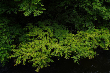 Landscape of Minoh