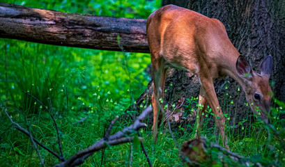 deer in the forest
