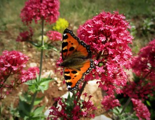 Papillon Petite Tortue,  Small Tortoiseshell (Aglais urticae) pos&eacute; sur une fleur de Fausse val&eacute;riane