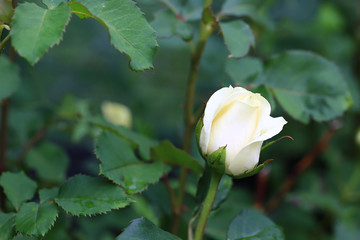 blooming white rose in the summer garden