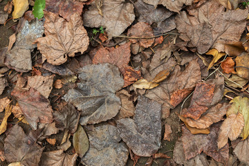 otoño