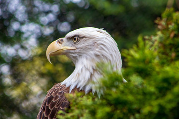 portrait of an american bald eagle