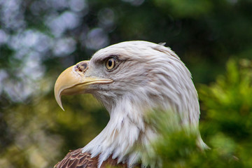 american bald eagle