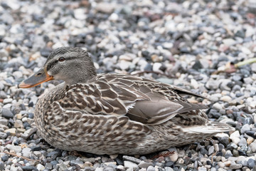 Stockente Tarnung