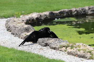 a crow takes a sunbath - Schwetzingen Germany