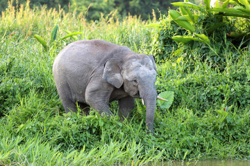 Borneo pygmy elephants (Elephas maximus borneensis) - Borneo Malaysia Asia