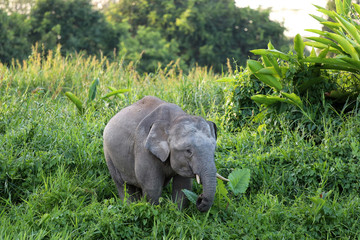 Borneo pygmy elephants (Elephas maximus borneensis) - Borneo Malaysia Asia