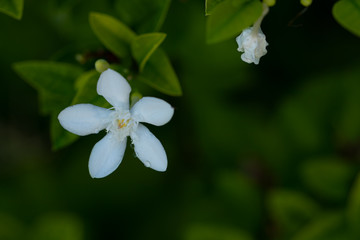  Wrightia antidysenterica Beautiful white color in the garden