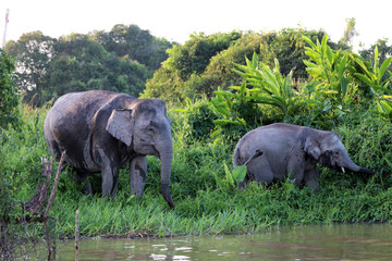 Fototapeta na wymiar Borneo pygmy elephants (Elephas maximus borneensis) - Borneo Malaysia Asia