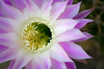 Fiore di cactus in macro