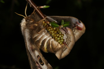 Saturnia pavonia (LINNAEUS, 1758) Kleines Nachtpfauenauge, Weibchen bei der Eiablage 02.04.2011 DE,...