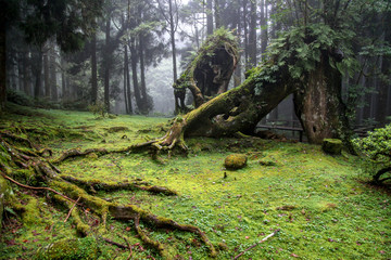 Old Big tree at Alishan national park area in Taiwan.