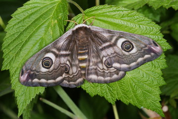Saturnia pavonia (LINNAEUS, 1758) Kleines Nachtpfauenauge 20.04.2011 DE, NRW, Leverkusen