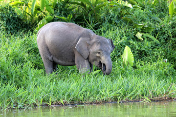Fototapeta premium Borneo pygmy elephants (Elephas maximus borneensis) - Borneo Malaysia Asia