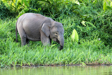 Fototapeta premium Borneo pygmy elephants (Elephas maximus borneensis) - Borneo Malaysia Asia