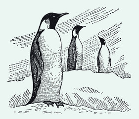Three emperor penguins aptenodytes forsteri standing in snowy landscape. Illustration after antique engraving from early 20th century © M