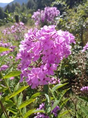Obraz premium purple flowers in the garden