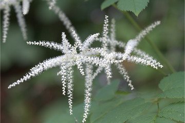 Waldgeißbart blüht 