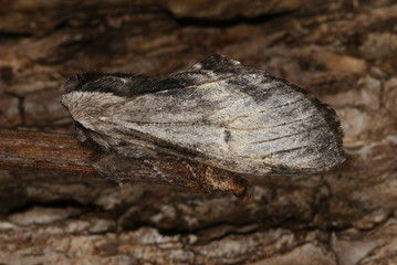 Harpyia milhauseri (FABRICIUS, 1775) Pergament-Zahnspinner 27.04.2011 DE, NRW, Leverkusen