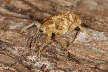 Curculio nucum, Linnaeus, 1758 Haselnussbohrer 30.04.2011 DE, NRW, Leverkusen © Tim's insects
