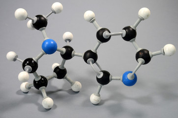 Molecule model of nicotine (C10H14N2). Blue is nitrogen, black is carbon, and white is hydrogen.