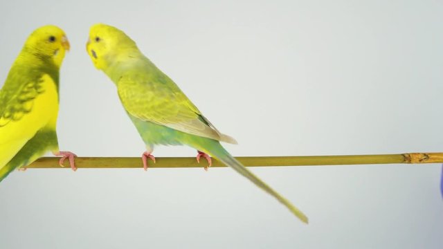 Two wavy parrots are sitting on a stick on a white background